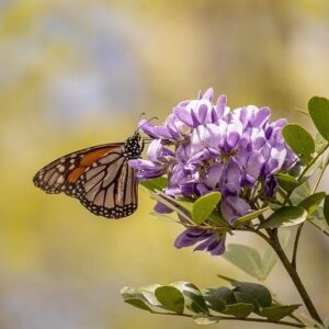 Monarch butterfly perches on purple flowers of Texas mountain laurel
