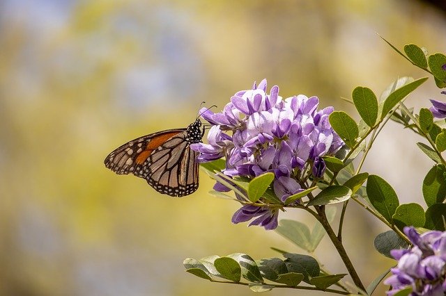 Monarch butterfly perches on purple flowers of Texas mountain laurel
