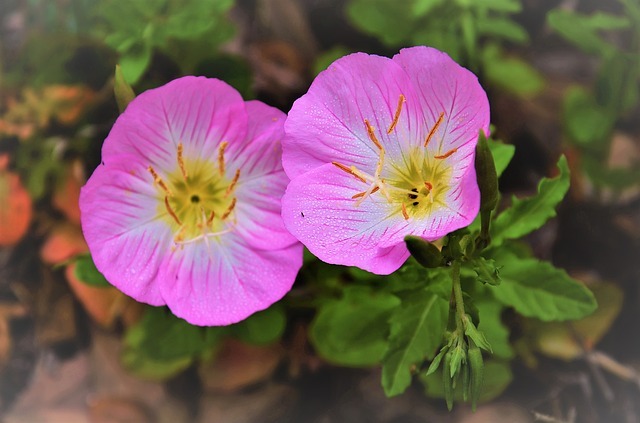 Pink and yellow Texas evening primrose flowers