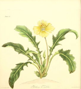 Floral illustration from 1829 of stemless evening primrose