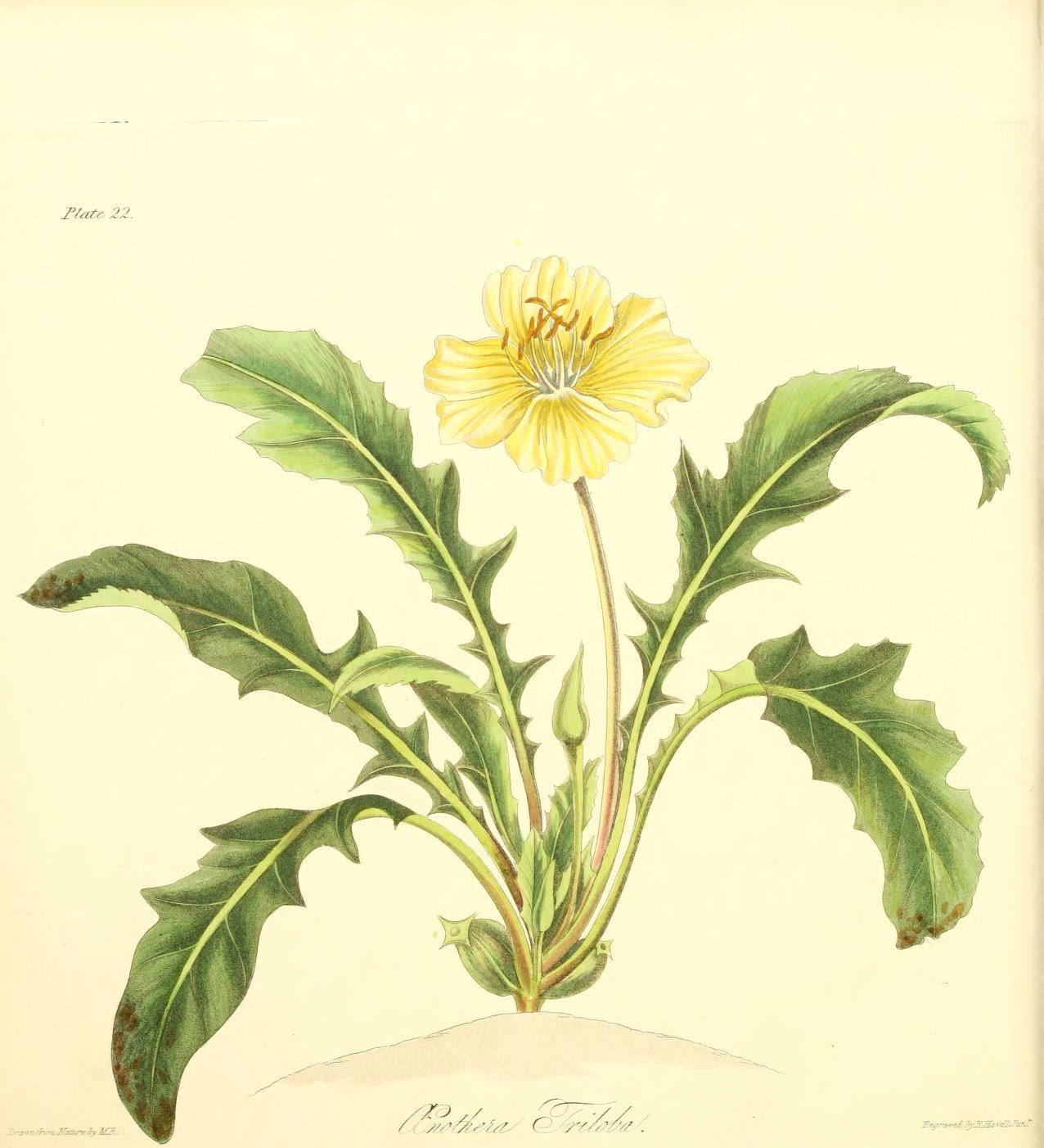 Floral illustration from 1829 of stemless evening primrose