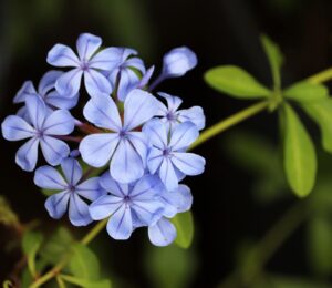 Blue plumbago - pale blue flowers against a dark green background of leaves