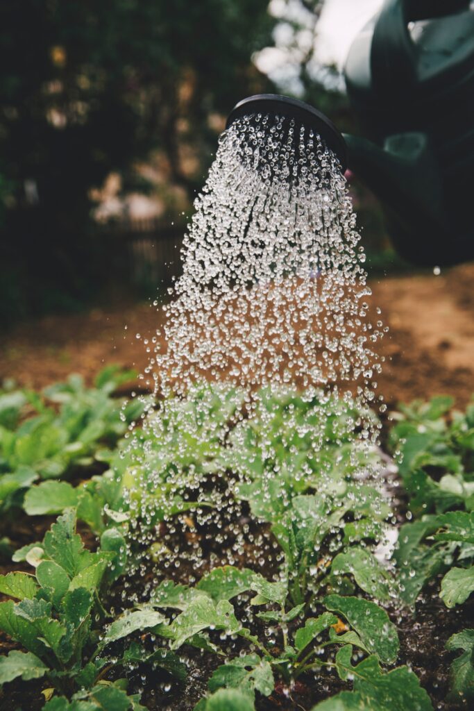 Water droplets pour from a watering can on green plants in a garden.