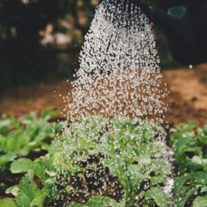 Water droplets pour over a garden plant