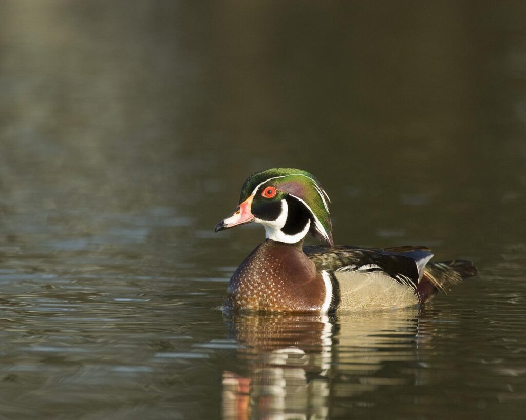 Wood duck swimming on pond