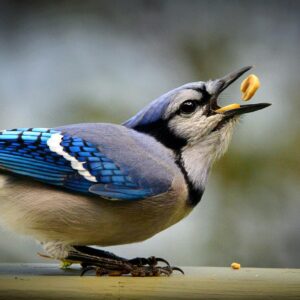 A blue jay eats a peanut
