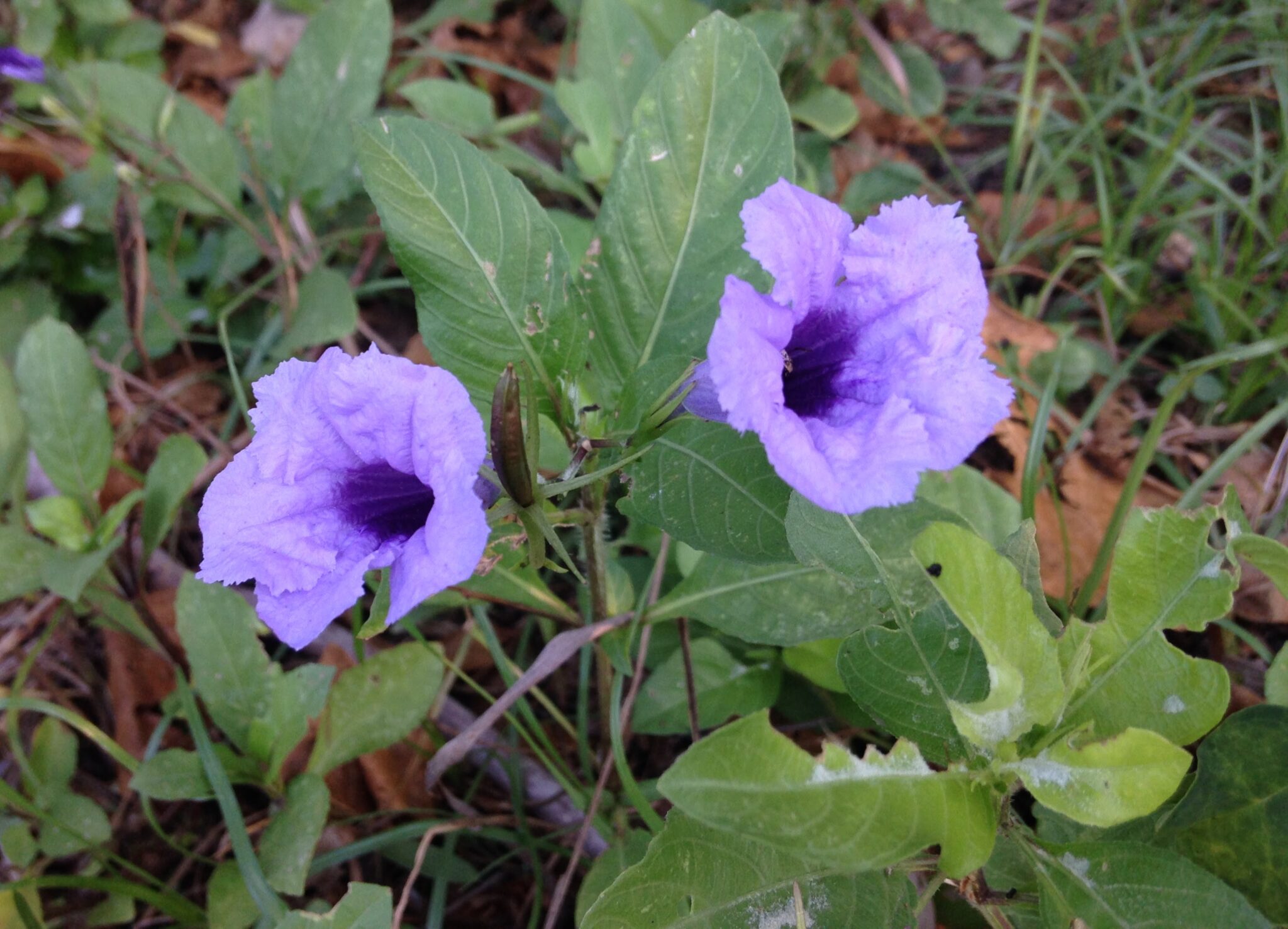 Two purple flower blossoms aid green foliage. The flowers are broadly tubular with a dark throat. There are five corolla lobes.