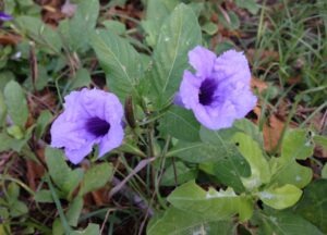 Two purple flower blossoms amid green foliage. The flowers are broadly tubular with a dark throat. Each corolla has five lobes with fringed margins and has a papery, wrinkled texture.
