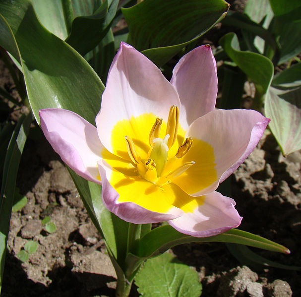 'Lilac wonder' is smaller than hybrid tulips and lacks the upright flower shape, but it doesn't require chilling and will return year after year.