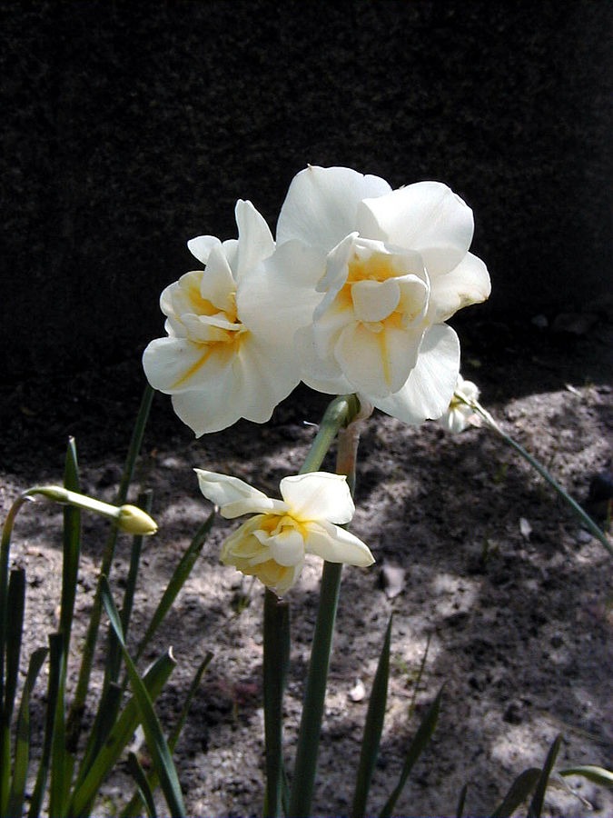 'Cheerfulness' is a double daffodil--notice the extra petals in the center of the flower.