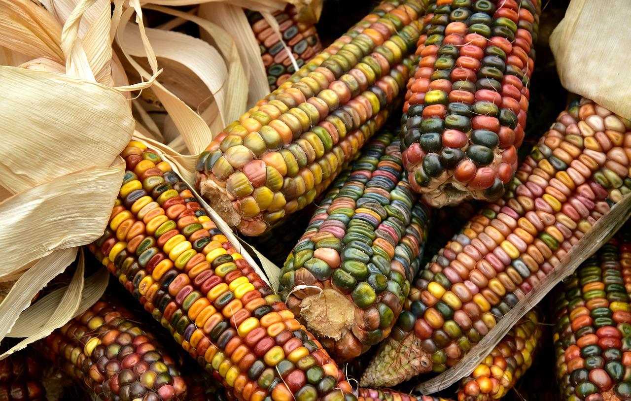 Multicolored kernels on heritage corn