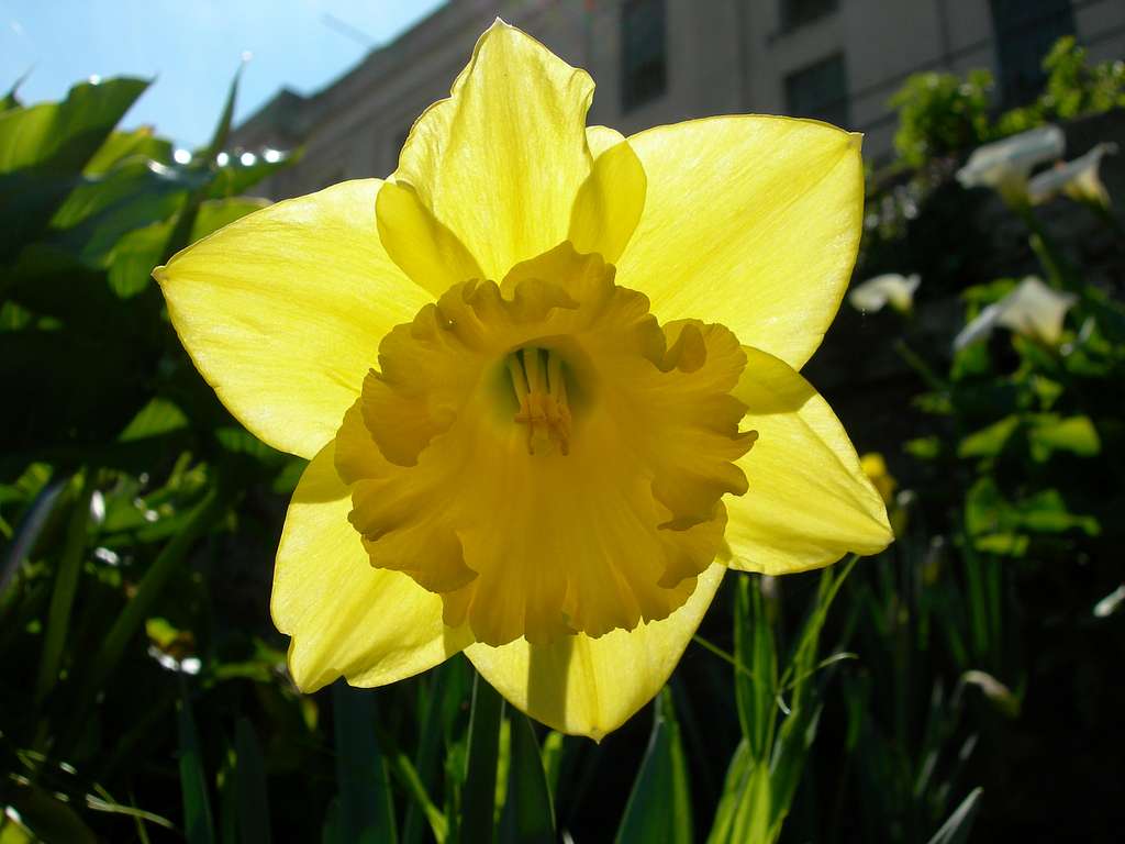 The daffodil variety 'Carlton' is a reliably bulb for North Texas with a sweet vanilla fragrance.
