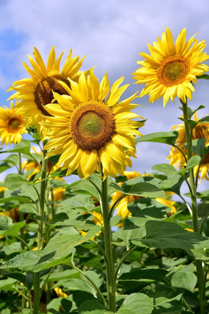 A cluster of yellow sunflowers in a field