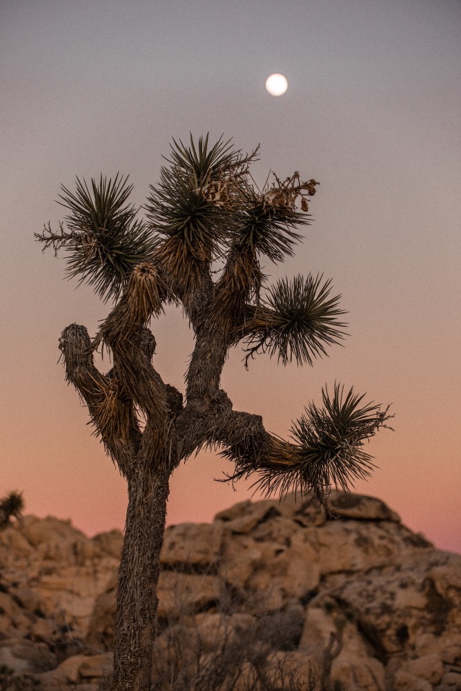 The fruits of the Joshua tree were likely enjoyed by mammoths and ancient American camels.
