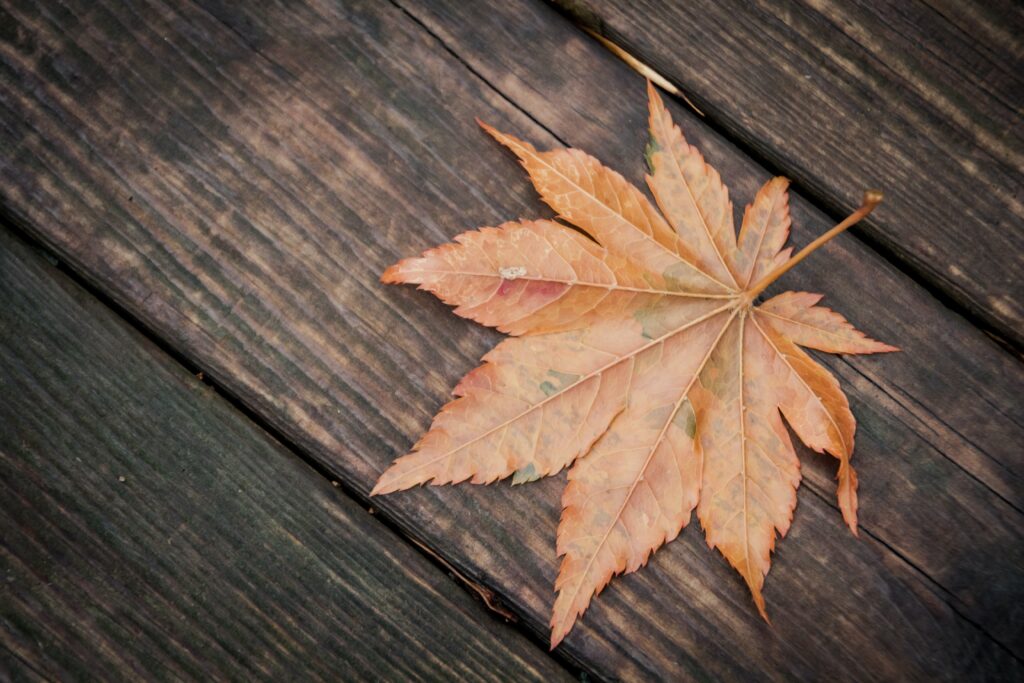 An orange maple leaf on a wooden deck.