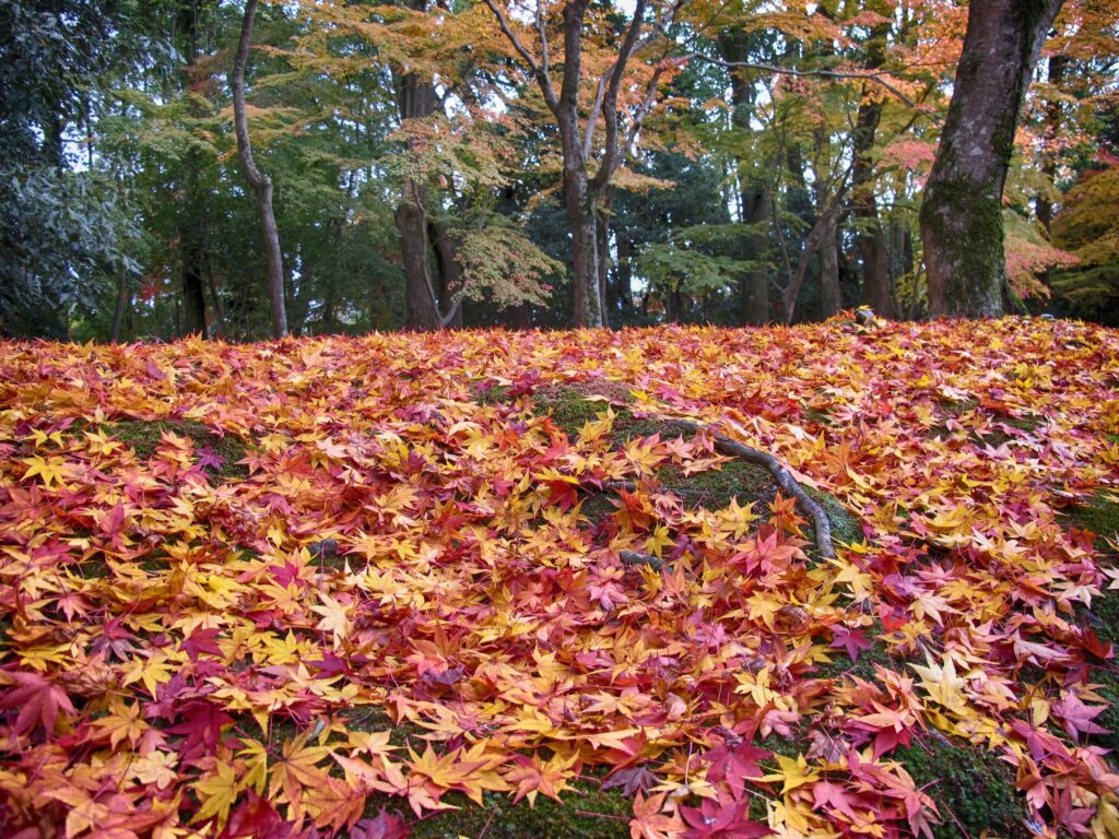 Red, orange and yellow maple leaves cover the forest floor
