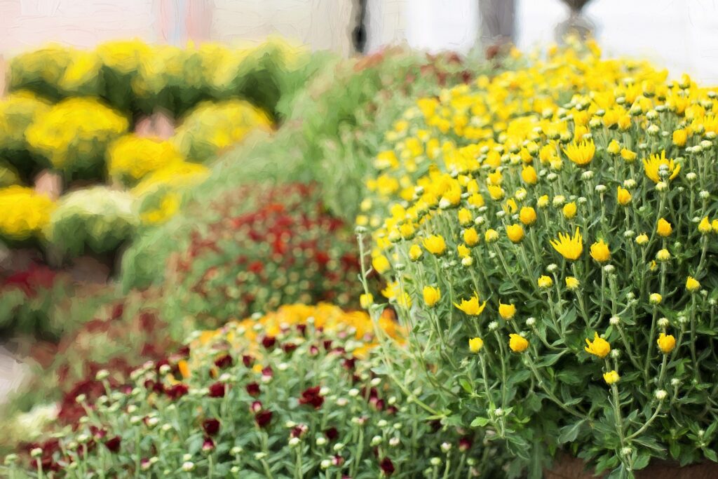 A row of yellow and red mums