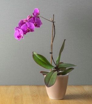Purple orchid in a tan vase