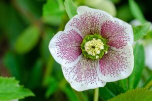 White hellebore flower with red speckles and yellow center