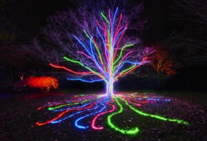 Lightscape 2023: Tree outlined with neon lights
