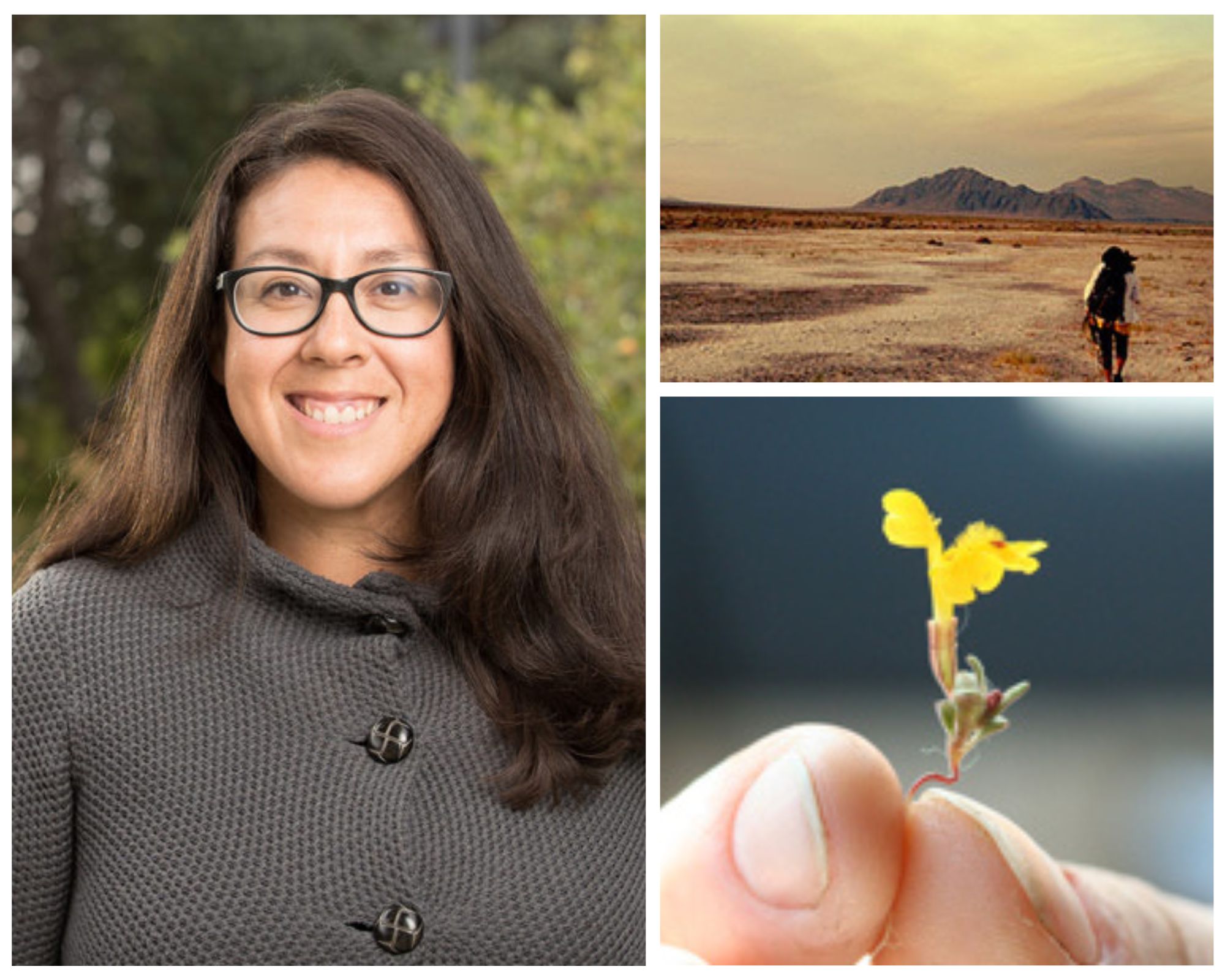 Collage including a portrait of Naomi Fraga, a landscape photo of Naomi hiking in the Amargosa Desert, a macro photo showing fingers holding a small yellow flower of the family Phrymaceae