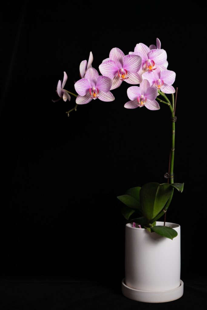 Purple phalaenopsis orchids in a white pot.