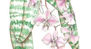 Watercolor of orchid Phalaenopsis schilleriana