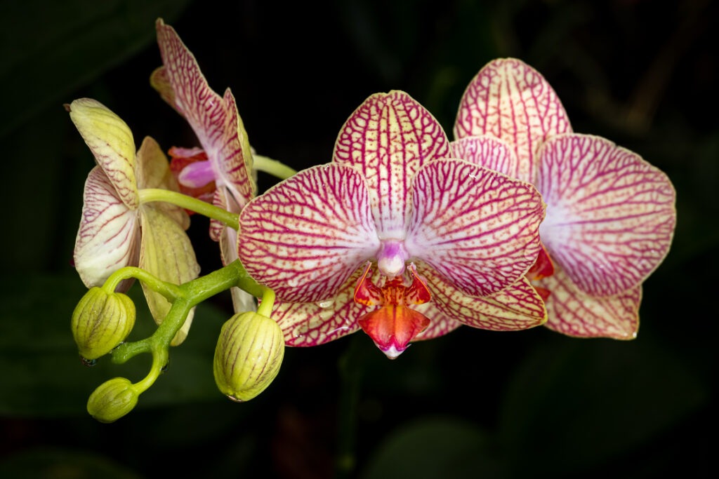 Red striped phalaenopsis orchids