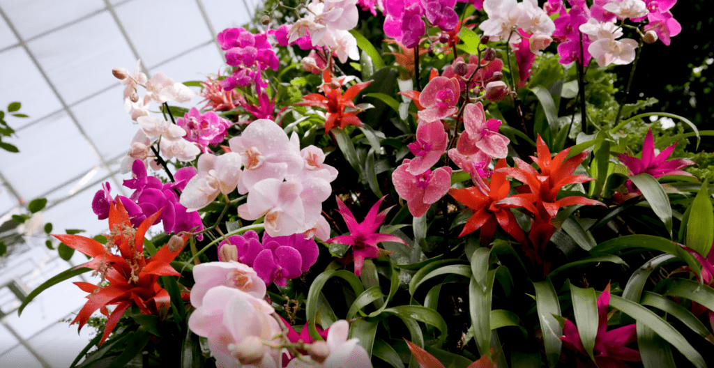Display of pink and fuschia orchids at World of Orchids