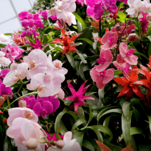 Display of pink and fuschia orchids at World of Orchids