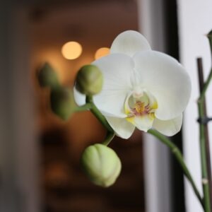 Elegant white orchid in a vase