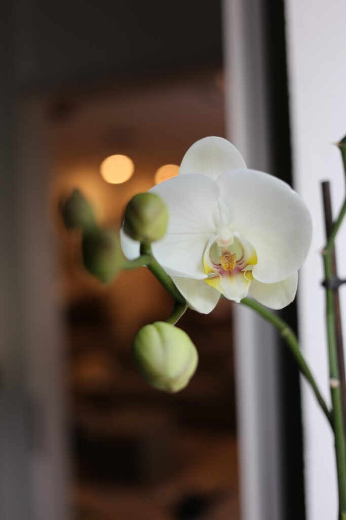 White phalaenopsis orchid inside a house.