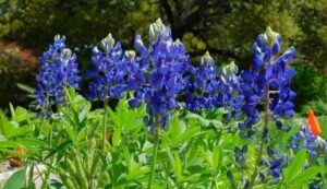 Row of bright blue and white bluebonnets
