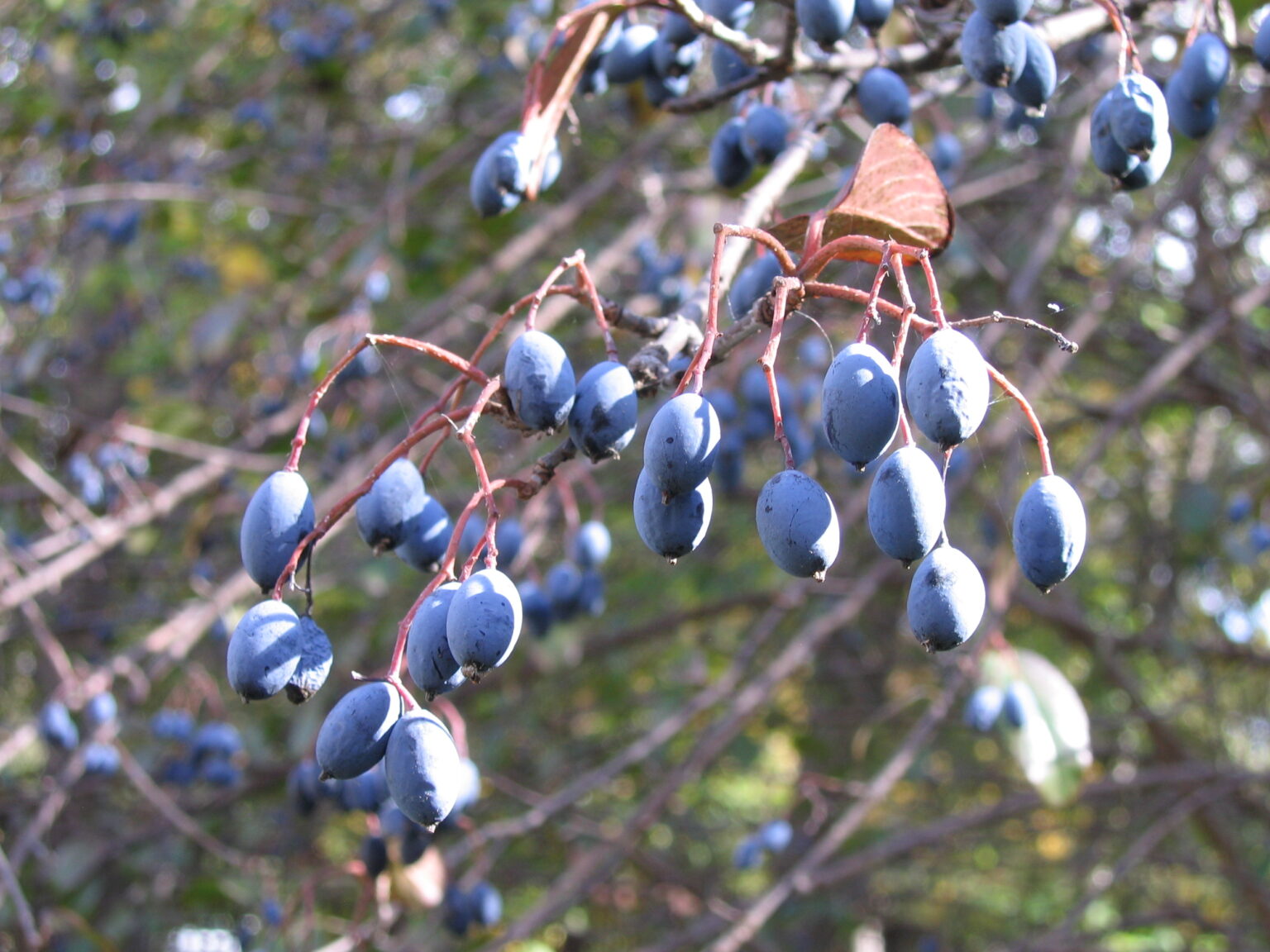 Rusty Blackhaw Viburnum Makes Up For Its Lackluster Name With Bountiful