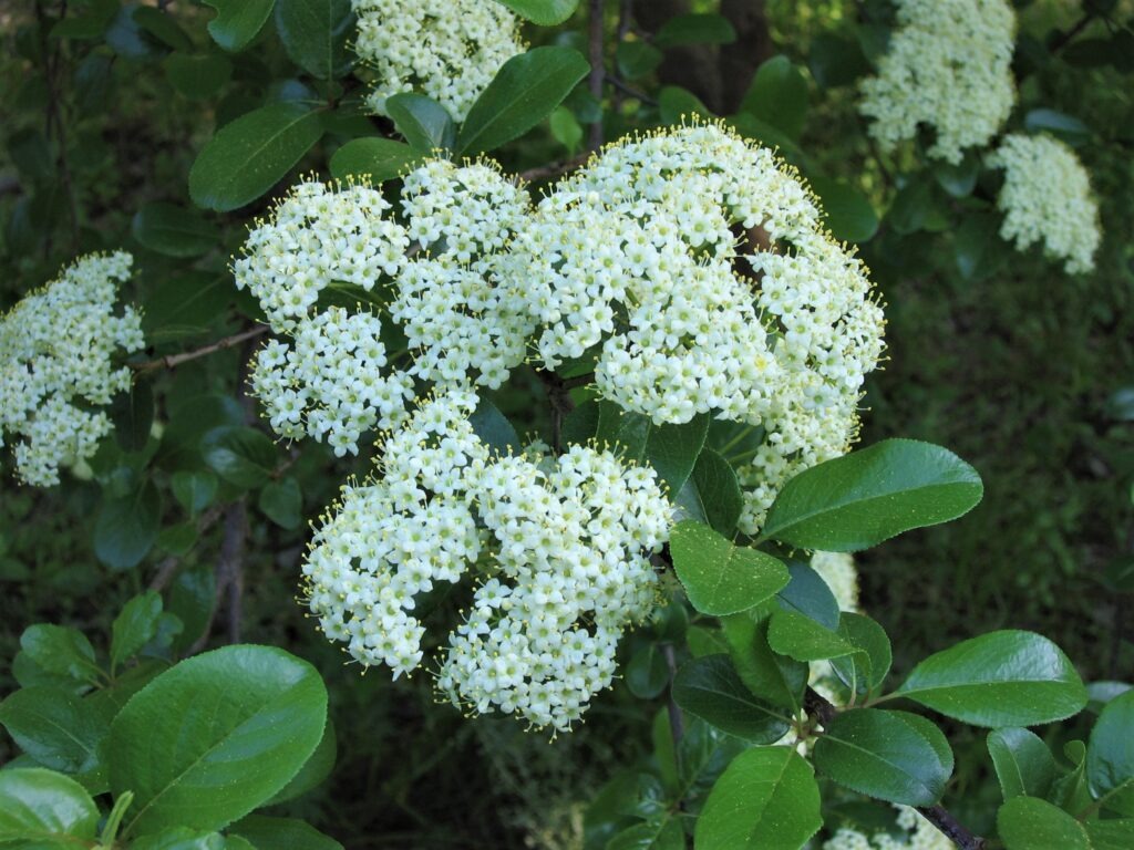 Cluster of white rusty blackhaw viburnum flowers
