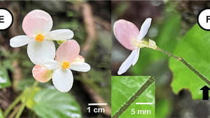 Close up photo of Begonia fritschiana