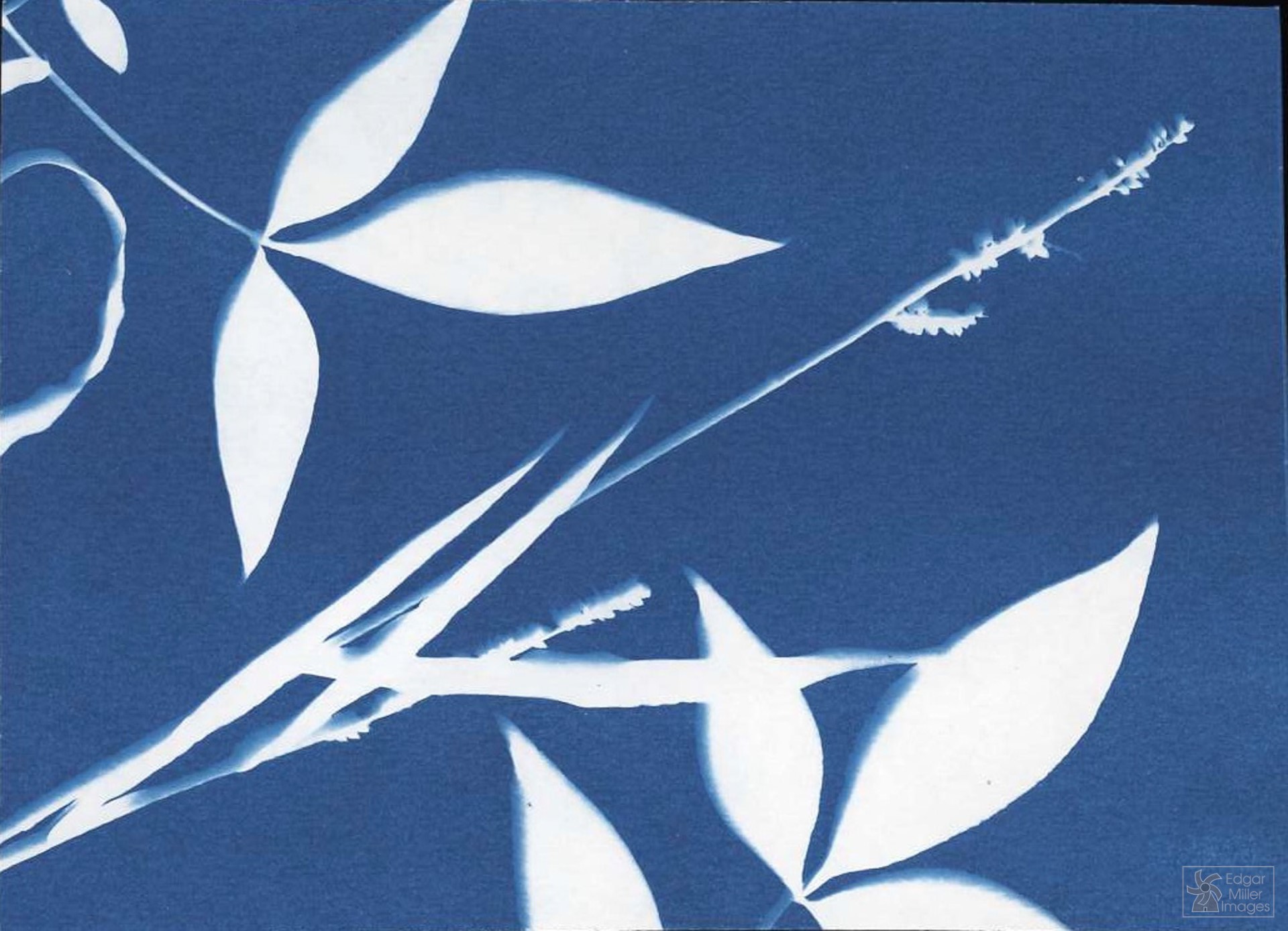 Cyanotype image in blue and white of leaves by photographer Edgar Miller