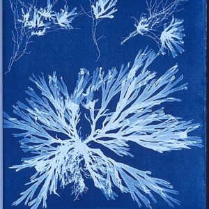 Cyanotype of algae by Anna Atkins 1843