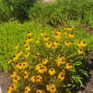 Black-eyed susans blooming along the Pollinator Pathway