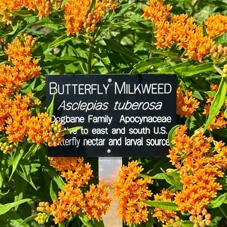 Sign from the Botanic Garden identifying Butterfly Milkweed as Asclepias tuberosa
