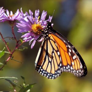 Monarch butterly on purple flower