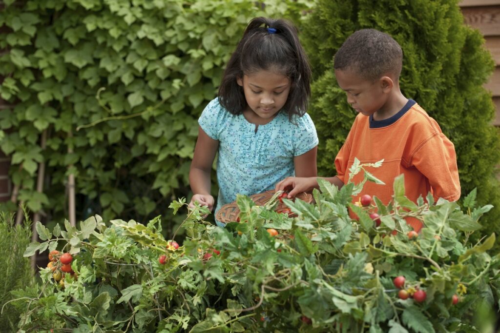 Children look at tomato plants in garden