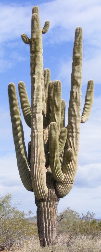 Saguaro cacti can store up to 1000 gallons of water in their trunks.