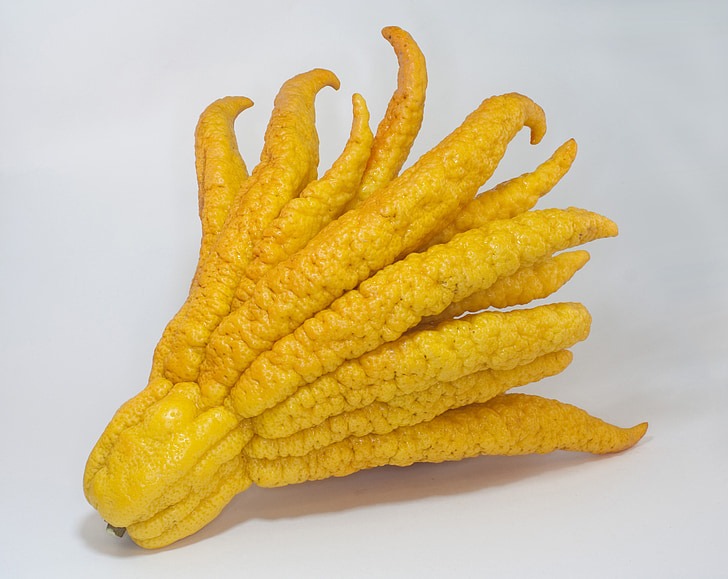 Weirdly shaped yellow fruit of Buddha's hand citron