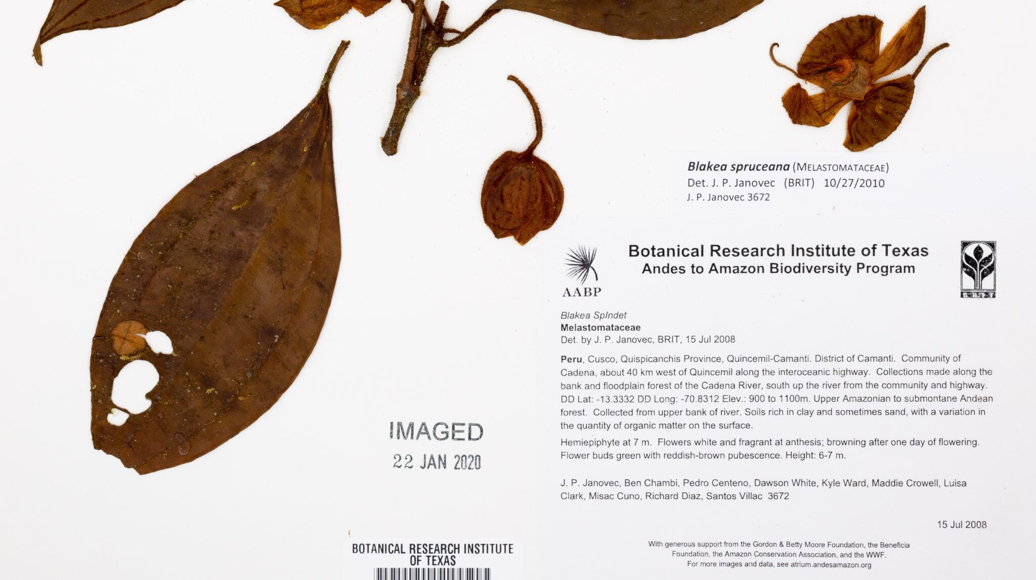 Herbarium specimen from AABP project - Blakea spindet