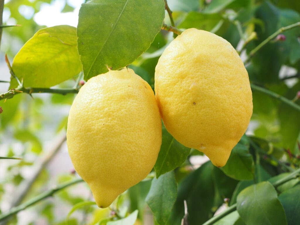 Two yellow lemons on a tree