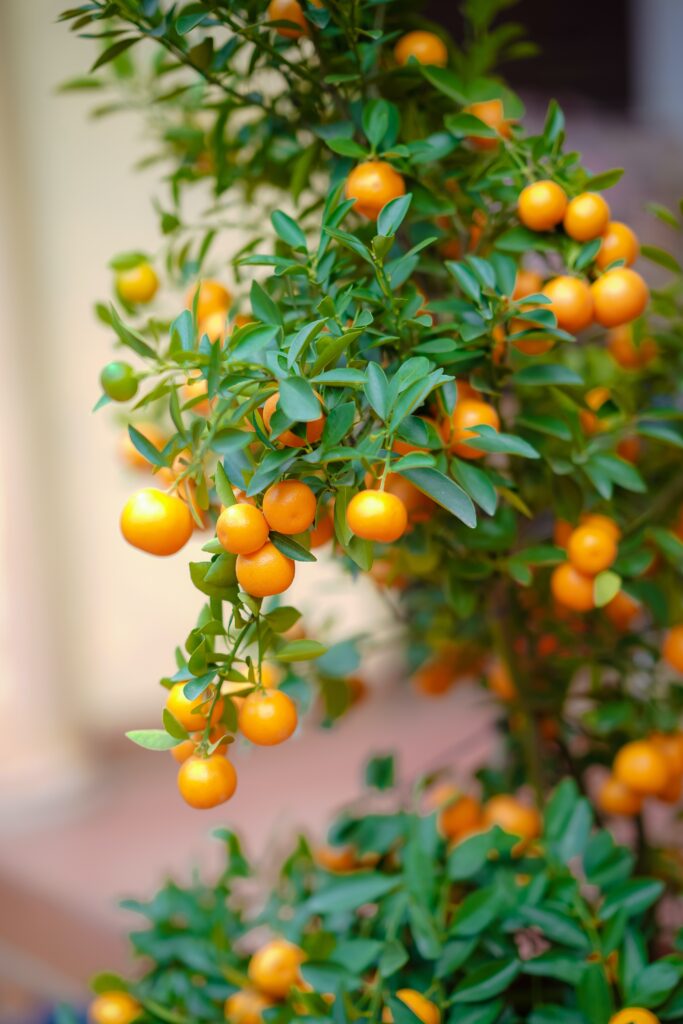 Satsuma mandarin oranges on a tree