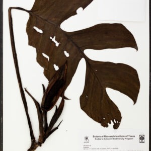 Herbarium specimen - AABP - Monstera
