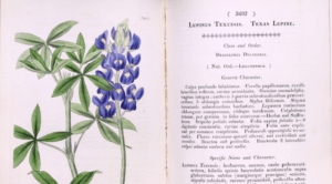 First description of bluebonnet - Curtis Botanical Magazine 1836