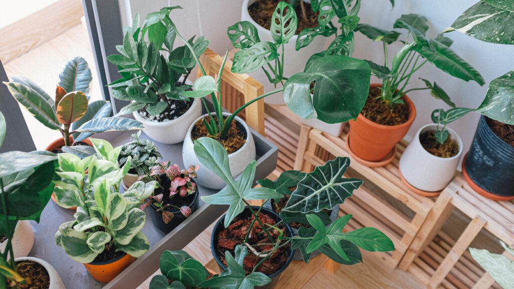 Houseplants fill a happy space